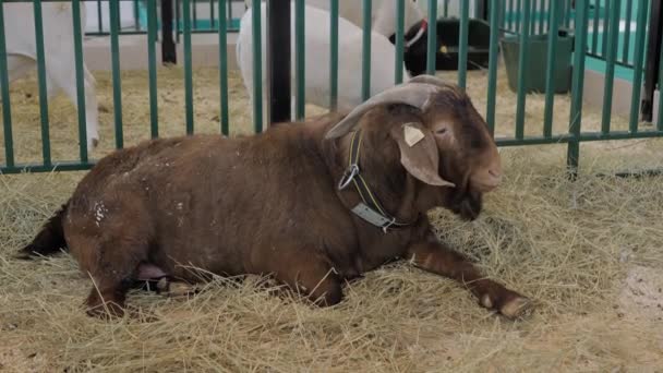 Portrait of goat at agricultural animal exhibition, trade show — Stock Video