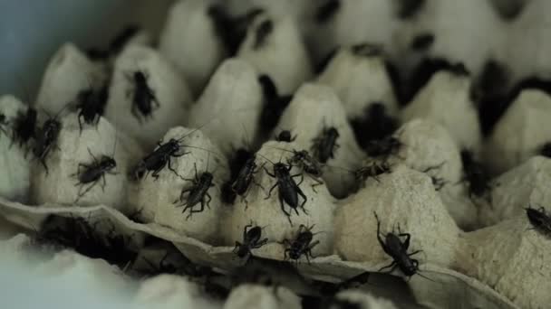 Közelkép: sok fekete tücsök mászkál a dobozos tojástálcán: rovar koncepció — Stock videók