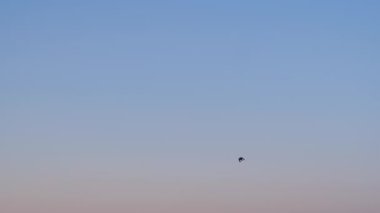 Yavaş çekim: Akşamları mavi gökyüzüne uçan sığırcık sürüsü