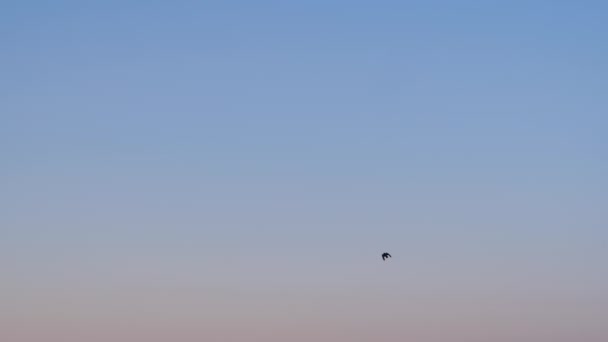 Movimiento lento: bandada de estorninos volando contra el cielo azul por la noche — Vídeo de stock