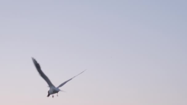Slow motion: seagulls flying against sky at evening — Stock Video