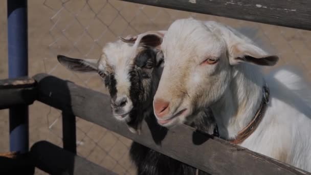Mała dziewczynka karmienie dwóch uroczych kóz z ręki na farmie - powolny ruch — Wideo stockowe