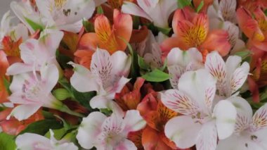 Kapatın: dönen yüzeyde turuncu ve beyaz alstromerya çiçekleri buketi