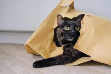 Kahverengi kese kağıdında yatıp etrafa bakınan şirin bir kedi.