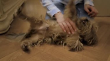 Yakın çekim: Kadın elleri evde sevimli kahverengi Yorkshire teriyer köpeğini okşuyor