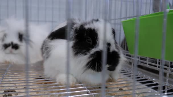 Flauschiges Kaninchen im Käfig auf dem Markt für landwirtschaftliche Nutztiere — Stockvideo