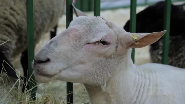 Portrait de moutons mangeant du foin à l'exposition animale, salon professionnel — Video