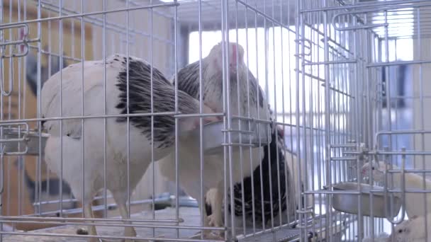 Kurczęta jedzące nasiona w klatce na wystawie zwierząt rolnych, rynek — Wideo stockowe