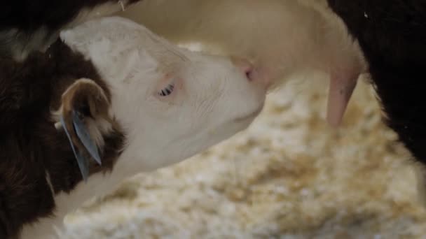 Primo piano: carino vitello marrone e bianco che beve latte dalla mammella della mucca madre — Video Stock