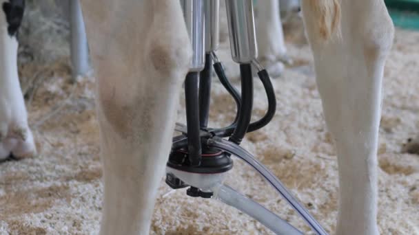 Nahaufnahme: tragbare Melksaugmaschine mit Zitzenmanschette bei der Arbeit mit der Kuh — Stockvideo