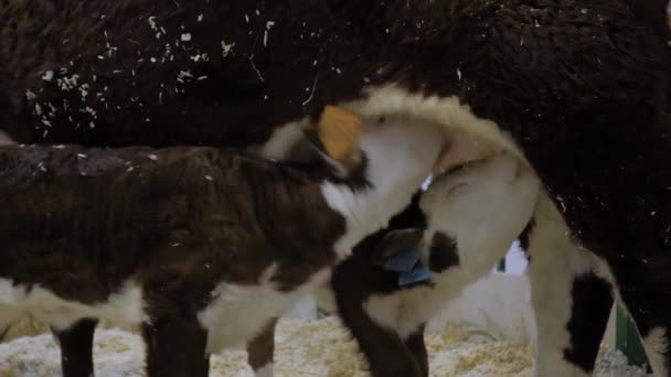 Två söta bruna och vita kalvar som dricker mjölk från moderkojuver — Stockvideo