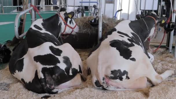 Προσωπογραφία δύο ασπρόμαυρων αγελάδων που αναπαύονται και κοιτάζουν γύρω τους την έκθεση — Αρχείο Βίντεο