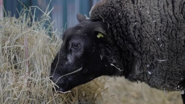 Портрет вівці Текселя, що їдять сіно на виставці тварин крупним планом — стокове відео