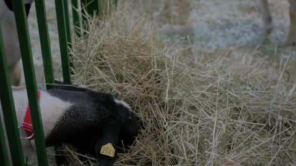 Ritratto di pecora che mangia fieno alla fiera degli animali, mostra mercato: primo piano — Video Stock