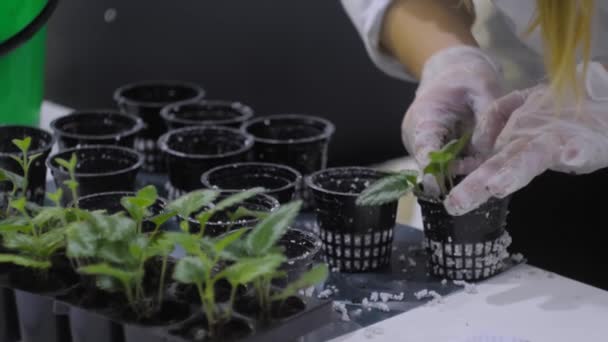 緑の植物を植える女性は基材に芽を出します-白い花被粒 — ストック動画
