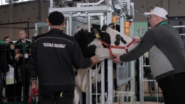 Gårdsarbetare försöker lugna ner rädda svarta och vita Holstein ko — Stockvideo