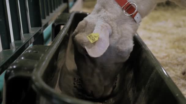 Portrait de moutons blancs mangeant des aliments composés pour animaux à l'exposition, salon professionnel — Video