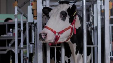 Ürkmüş siyah beyaz Holstein ineği tarım hayvanları sergisine bağırıyor