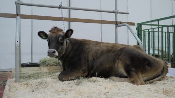 Retrato de vaca marrom descansando e olhando ao redor em exposição animal — Vídeo de Stock