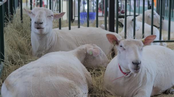 Rebanho de ovelhas brancas comendo feno em exposição animal, feira — Vídeo de Stock