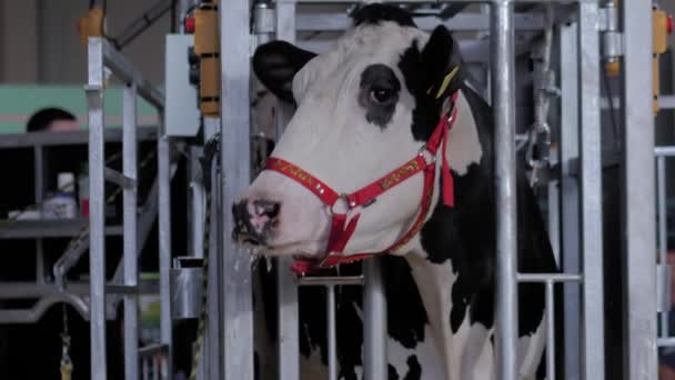 Pelokas mustavalkoinen Holstein lehmä huutaa maatalouden eläinten näyttelyssä — kuvapankkivideo