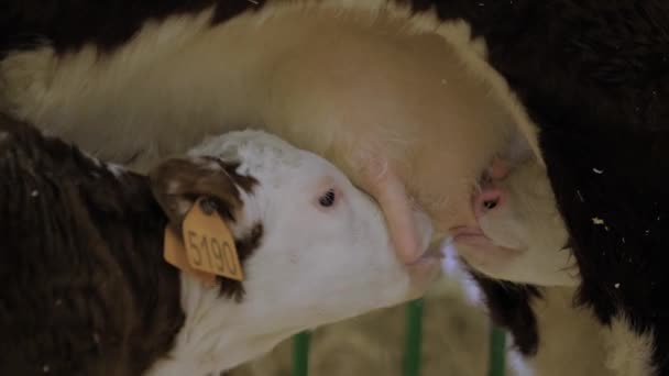 Deux mignons veaux bruns et blancs buvant du lait de vache mère mamelle — Video