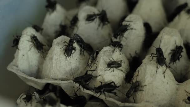 Close up: many black crickets crawling around on carton egg tray: insect concept — Stock Video