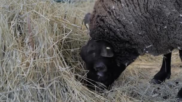 Close up: retrato de ovelhas comendo feno em exposição animal, feira — Vídeo de Stock