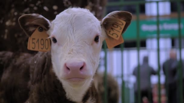 可爱的棕色和白色小牛犊的画像，并看着相机- -特写 — 图库视频影像
