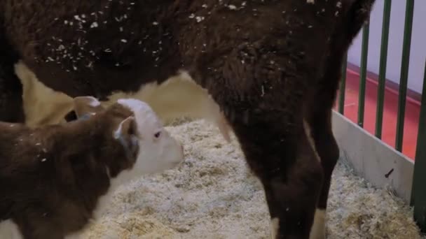 सुंदर ब्राउन और सफेद बछड़ा फार्म में मां गाय से दूध पी रहा है — स्टॉक वीडियो
