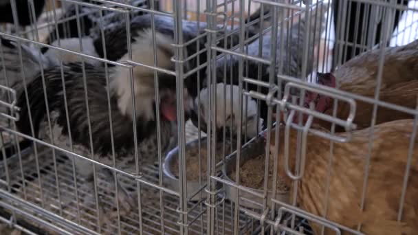 Galinhas comendo sementes na gaiola em exposição de animais agrícolas, mercado — Vídeo de Stock