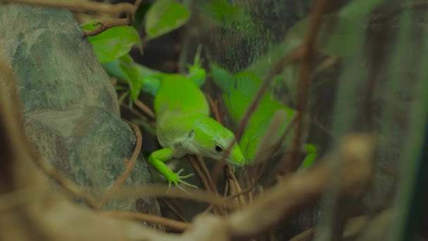 가까이 사진: 유리 용기에 있는 나무 가지 위를 천천히 기어다니는 녹색 도마뱀 — 비디오