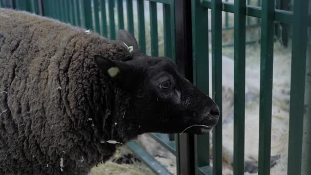 Retrato de ovejas Texel comiendo heno en exposición de animales - de cerca — Vídeos de Stock