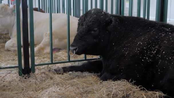 Stor svart Angus tjur vilar på lantbruksdjur utställning — Stockvideo