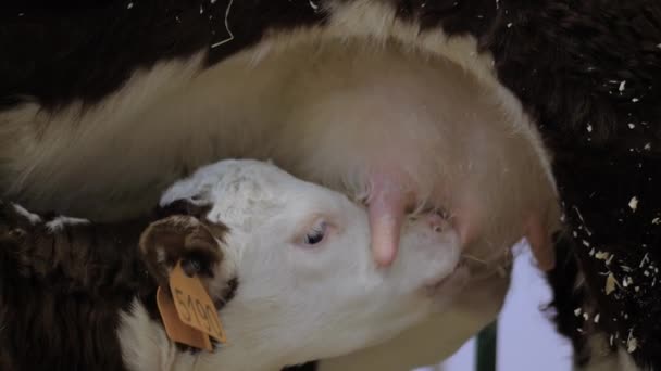 Zwei süße braune und weiße Kälber trinken Milch aus dem Euter der Mutterkuh — Stockvideo