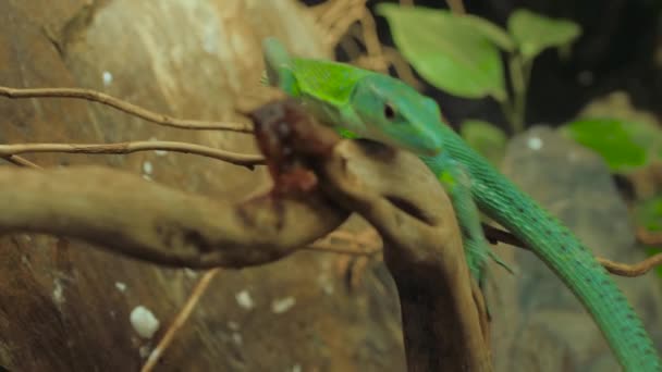 Primer plano: lagarto verde del centro comercial arrastrándose lentamente sobre una rama de madera en terrario — Vídeos de Stock