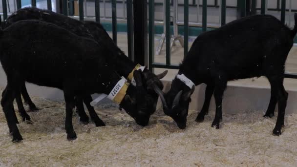 Pequeñas cabras negras comiendo heno en la exposición de animales agrícolas, feria comercial — Vídeo de stock