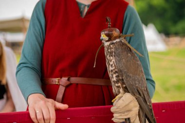 Deri kapüşonlu eğitimli şahin tarihi festivalde kadın eli üzerinde oturuyor.