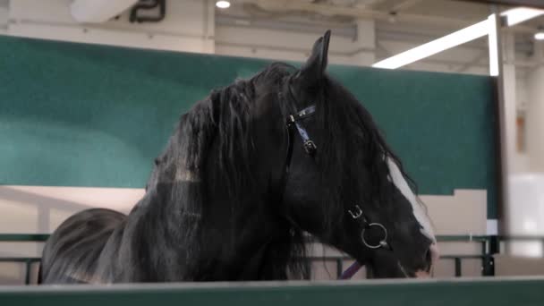 Portrait of black horse eating hay at agricultural animal exhibition — Stock Video