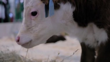 Yan görüş: şirin kahverengi ve beyaz buzağı dinleniyor ve etrafa bakıyor