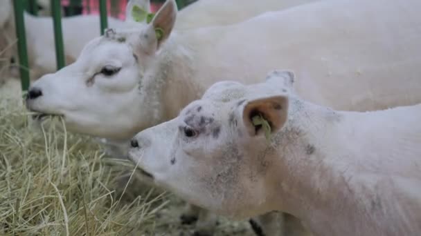 Зграя овець, що їдять сіно на виставці тварин: крупним планом — стокове відео