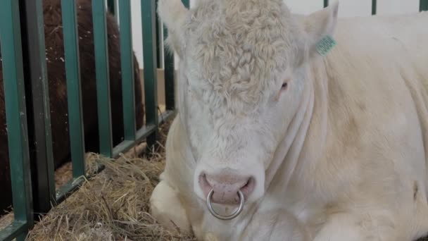 Gran toro blanco descansando en la exposición de animales agrícolas — Vídeo de stock