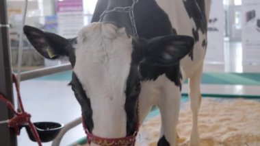 Çiftçilik sergisinde saman yiyen siyah beyaz ineğin portresi: