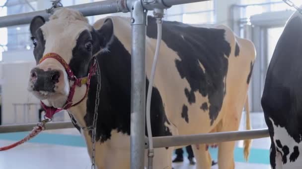 Skrämd svart och vit Holstein ko skriker på lantbruksdjur utställning — Stockvideo