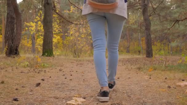 Rallentatore: gambe di donna che camminano su strada nel parco autunnale - primo piano — Video Stock