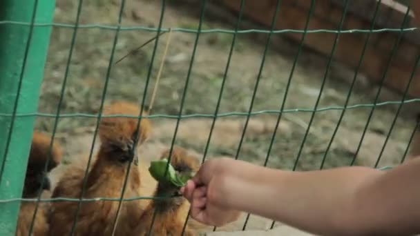 Дети кормят цыплят в клетке — стоковое видео
