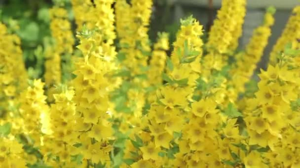 Krásné květiny loosestrife — Stock video