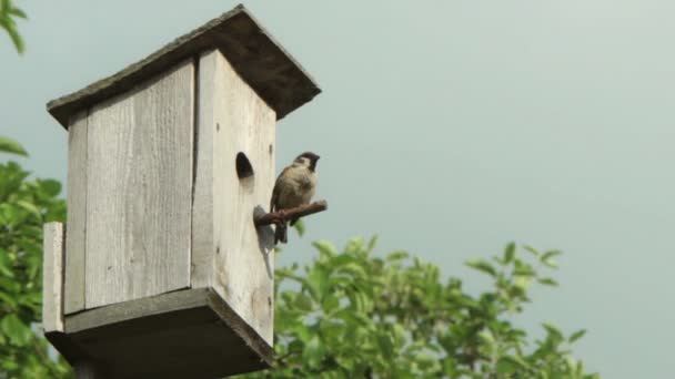 Birdhouse con pájaro — Vídeos de Stock