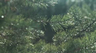 Güneş ışığı ile iğne yapraklı dal