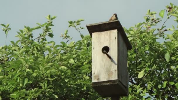 Birdhouse with bird — Stock Video